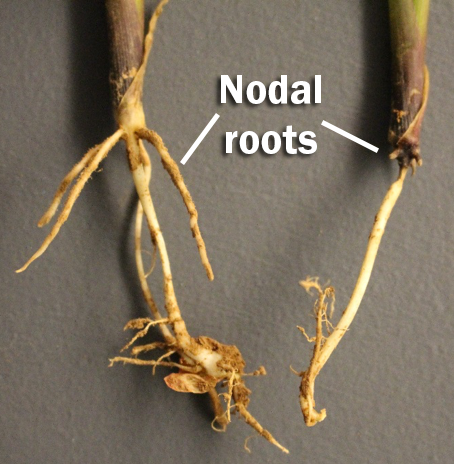 nodal rootspng